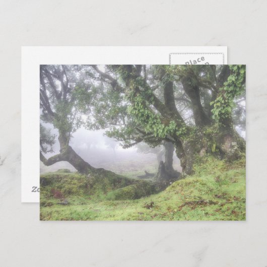 Madeira - Laurel Baum im Nebel Postkarte (Vorne/Hinten)