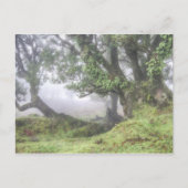 Madeira - Laurel Baum im Nebel Postkarte (Vorderseite)