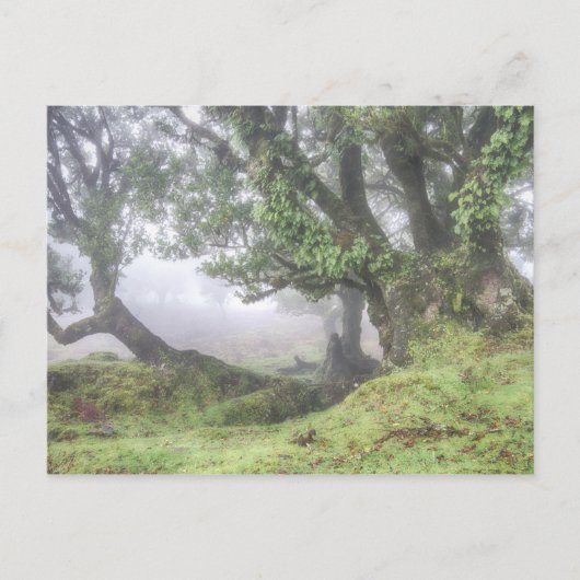 Madeira - Laurel Baum im Nebel Postkarte (Vorderseite)