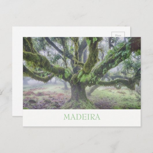 Madeira - Laurel Baum Postkarte mit Text (Vorne/Hinten)