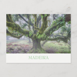 Madeira - Laurel Baum Postkarte mit Text