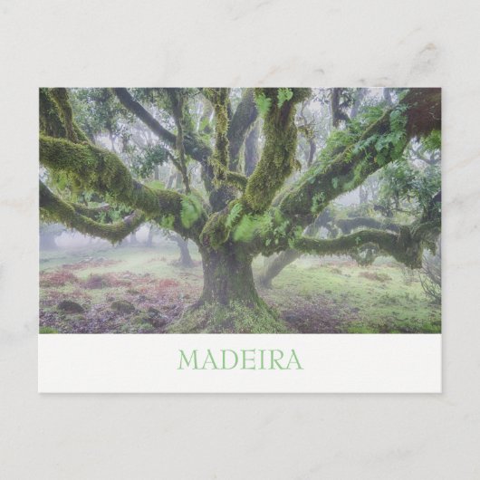Madeira - Laurel Baum Postkarte mit Text (Vorderseite)
