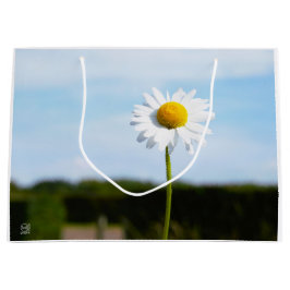 Madelief rechtop geisoleerd in de natuur. große geschenktüte