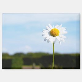 Madelief rechtop geisoleerd in de natuur. magnet