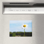 Madelief rechtop geisoleerd in de natuur. magnet (In Situ (Geschirrspüler))