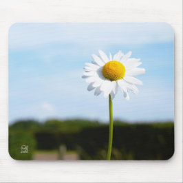 Madelief rechtop geisoleerd in de natuur. mousepad