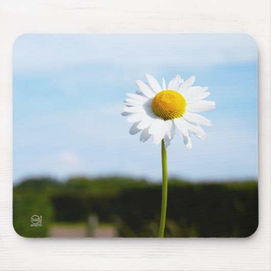 Madelief rechtop geisoleerd in de natuur. mousepad (Vorne)