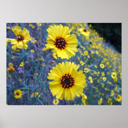 Madia-Blume im Sequoia-Nationalpark Poster (Vorne)