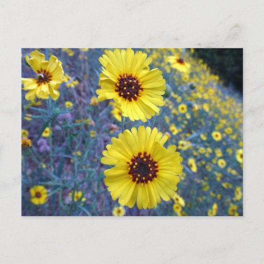 Madia-Blume im Sequoia-Nationalpark Postkarte (Vorderseite)