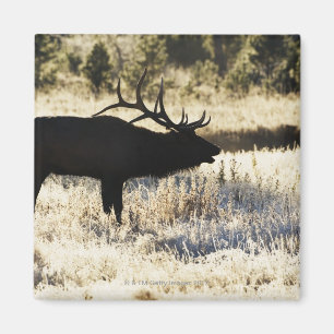 Madison-Fluss, Yellowstone NP, Wyoming, USA Magnet