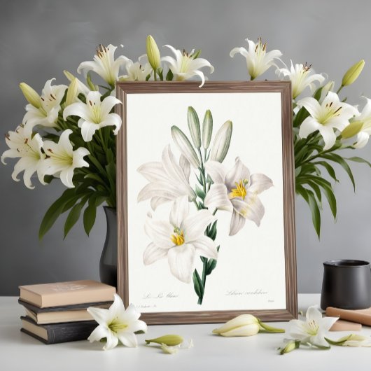 Madonna Lily von Choix ,Redouté. Poster