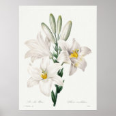 Madonna Lily von Choix ,Redouté. Poster (Vorne)