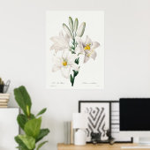 Madonna Lily von Choix ,Redouté. Poster (Heimbüro)