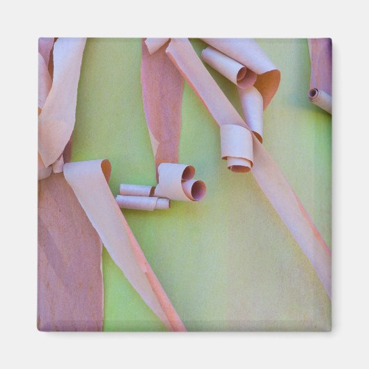 Madrone Tree Bark Abstrakt Magnet (Vorne)