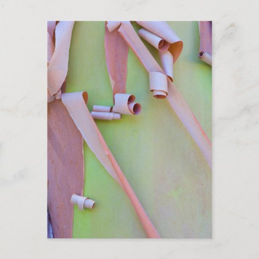 Madrone Tree Bark Abstrakt Postkarte (Vorderseite)