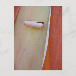 Madrone Tree Bark Detail Postkarte