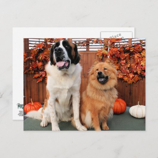 Mae - St Bernard and Cinny - Chow Chow Foto-4 Postkarte (Vorne/Hinten)