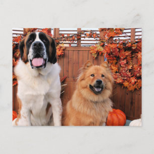 Mae St Bernard und Cinny Chow Foto-11 Postkarte