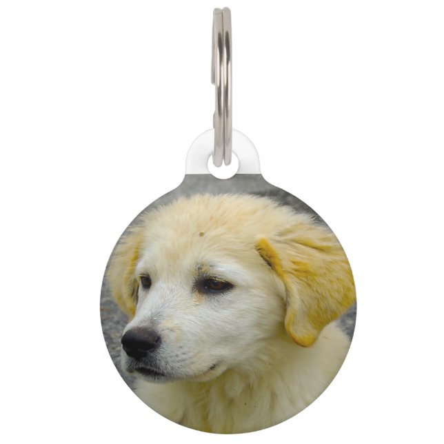 Maemmar Sheepdog. Haustiermarke (Vorderseite)