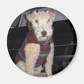 Maestro Groupie Magnet