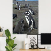 Magdalena Penguin Kolonie Poster (Heimbüro)