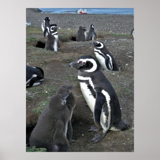 Magdalena Penguin Kolonie Poster (Vorne)