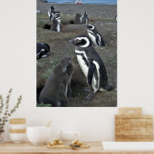 Magdalena Penguin Kolonie Poster (Küche)