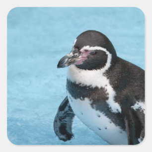 Magellan-Pinguin-Aufkleber Quadratischer Aufkleber