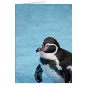 Magellan-Pinguin Karte