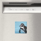 Magellan-Pinguin-Magnet Magnet (In Situ (Geschirrspüler))