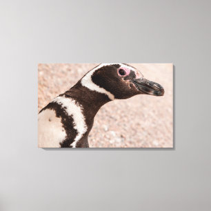 Magellan-Pinguin, Patagonien, Argentinien Leinwanddruck