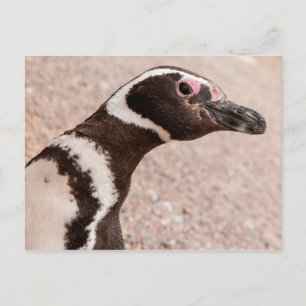 Magellan-Pinguin, Patagonien, Argentinien Postkarte