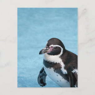 Magellan-Pinguin-Postkarte Postkarte