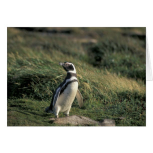 Magellan-Pinguin (Spheniscus magellanicus),