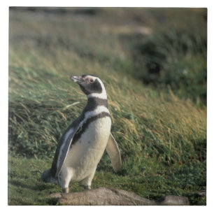 Magellan-Pinguin (Spheniscus magellanicus), Fliese