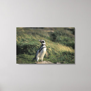 Magellan-Pinguin (Spheniscus magellanicus), Leinwanddruck