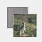 Magellan-Pinguin (Spheniscus magellanicus), Magnet (Vorderseite/Rückseite)
