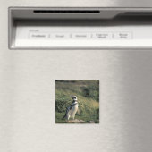 Magellan-Pinguin (Spheniscus magellanicus), Magnet (In Situ (Geschirrspüler))