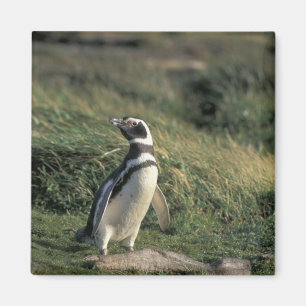 Magellan-Pinguin (Spheniscus magellanicus), Magnet