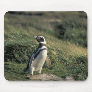 Magellan-Pinguin (Spheniscus magellanicus), Mousepad