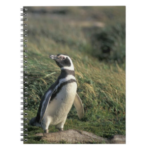 Magellan-Pinguin (Spheniscus magellanicus), Notizblock