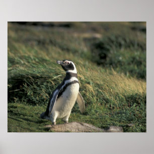Magellan-Pinguin (Spheniscus magellanicus), Poster