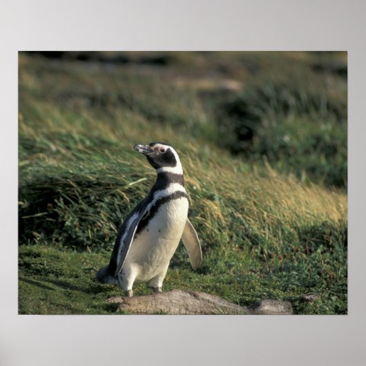 Magellan-Pinguin (Spheniscus magellanicus), Poster (Vorne)