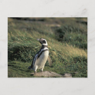 Magellan-Pinguin (Spheniscus magellanicus), Postkarte