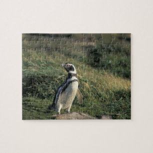 Magellan-Pinguin (Spheniscus magellanicus), Puzzle