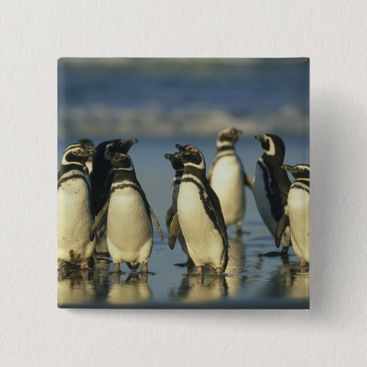 Magellan-Pinguine, Spheniscus Button (Vorderseite)