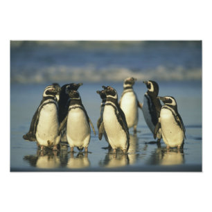 Magellan-Pinguine, Spheniscus Fotodruck