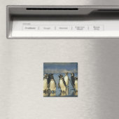 Magellan-Pinguine, Spheniscus Magnet (In Situ (Geschirrspüler))