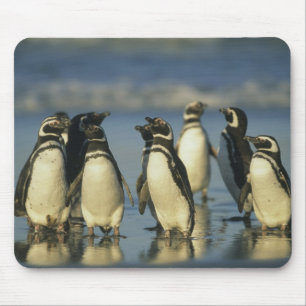 Magellan-Pinguine, Spheniscus Mousepad