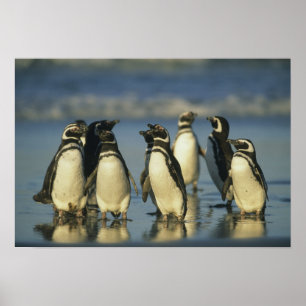 Magellan-Pinguine, Spheniscus Poster